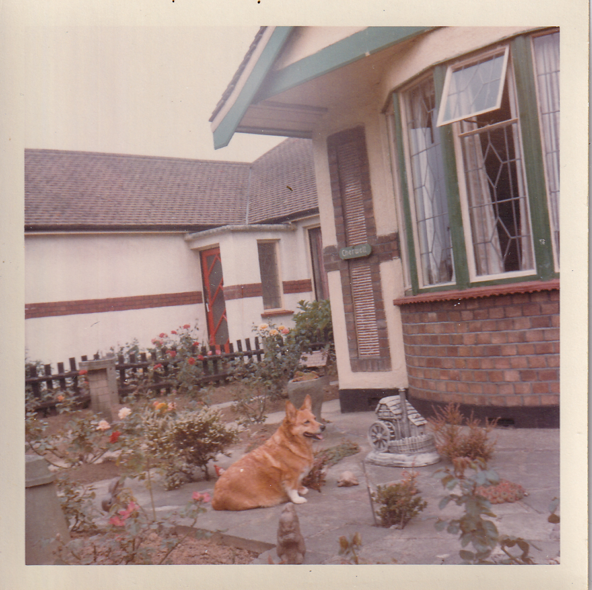 Corgi in garden
